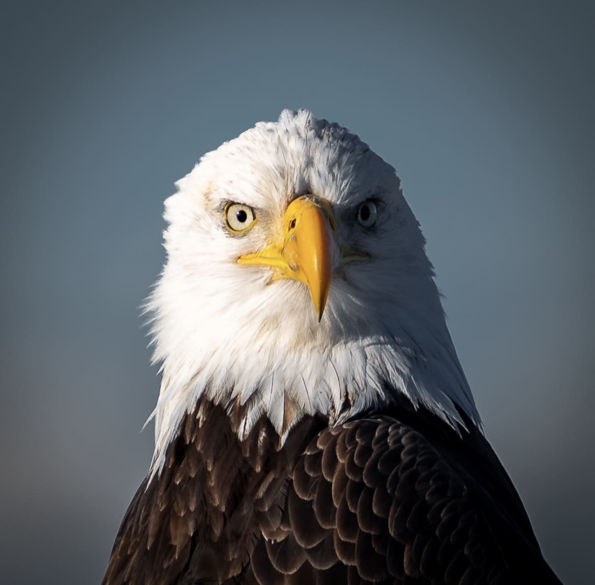 Bald Eagle Closeup